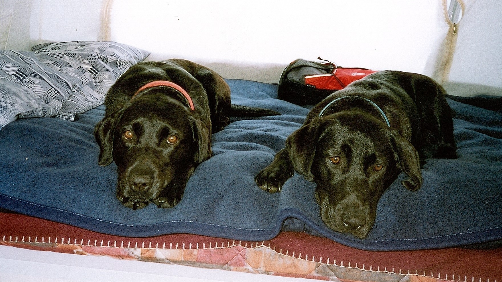 Dogs